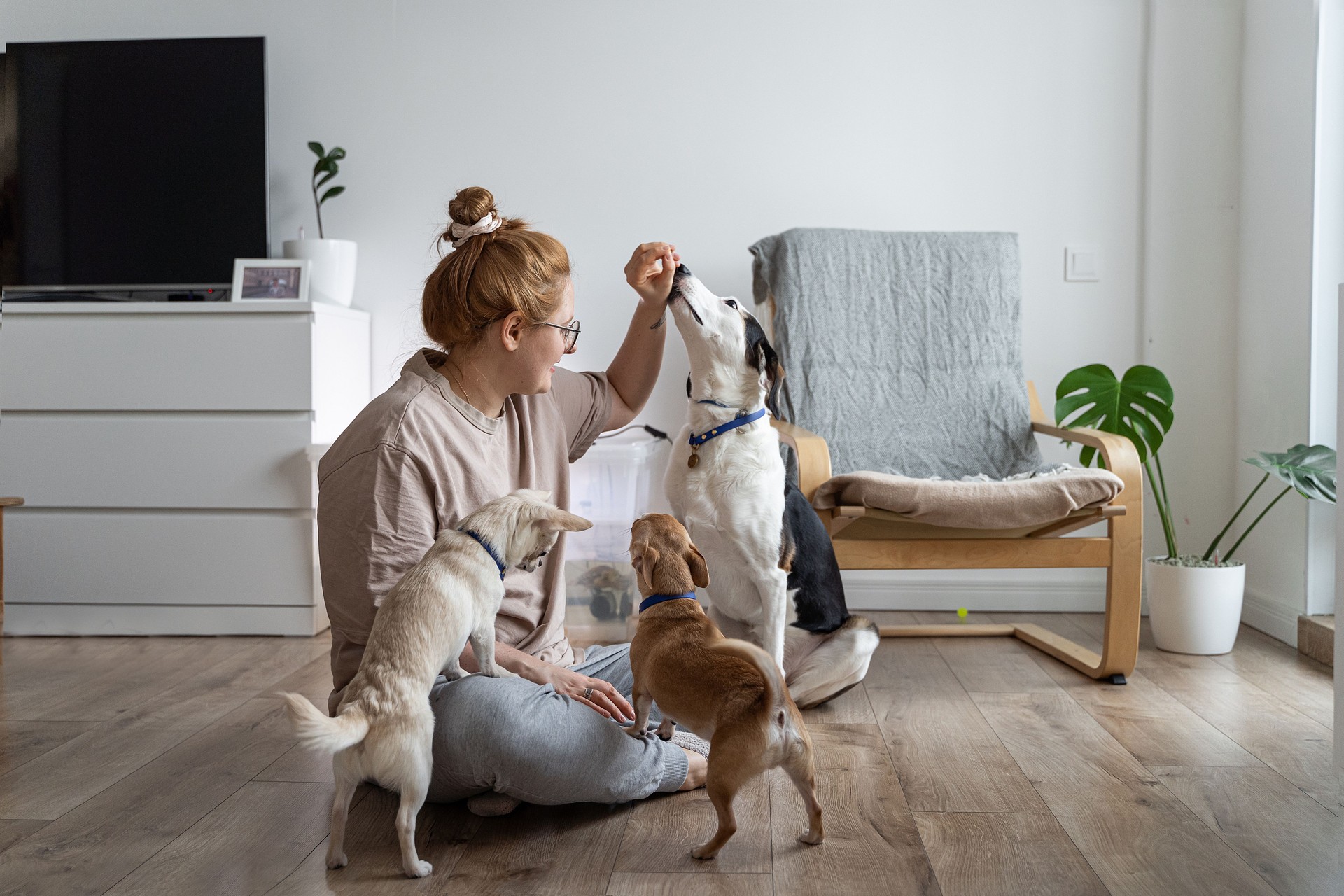 Woman plays with dogs and gives them dog biscuit .Moment of training dog. Teaching commands. Concept of raising domestic dog.