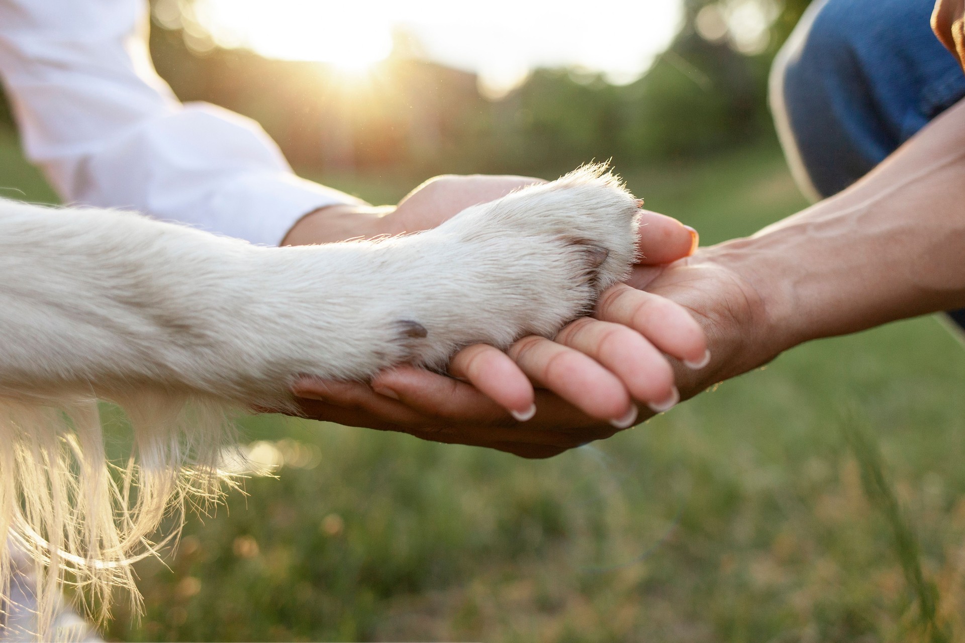 hands of african american young couple holding dog's paw and taking care in park, closeup of retriever's paw