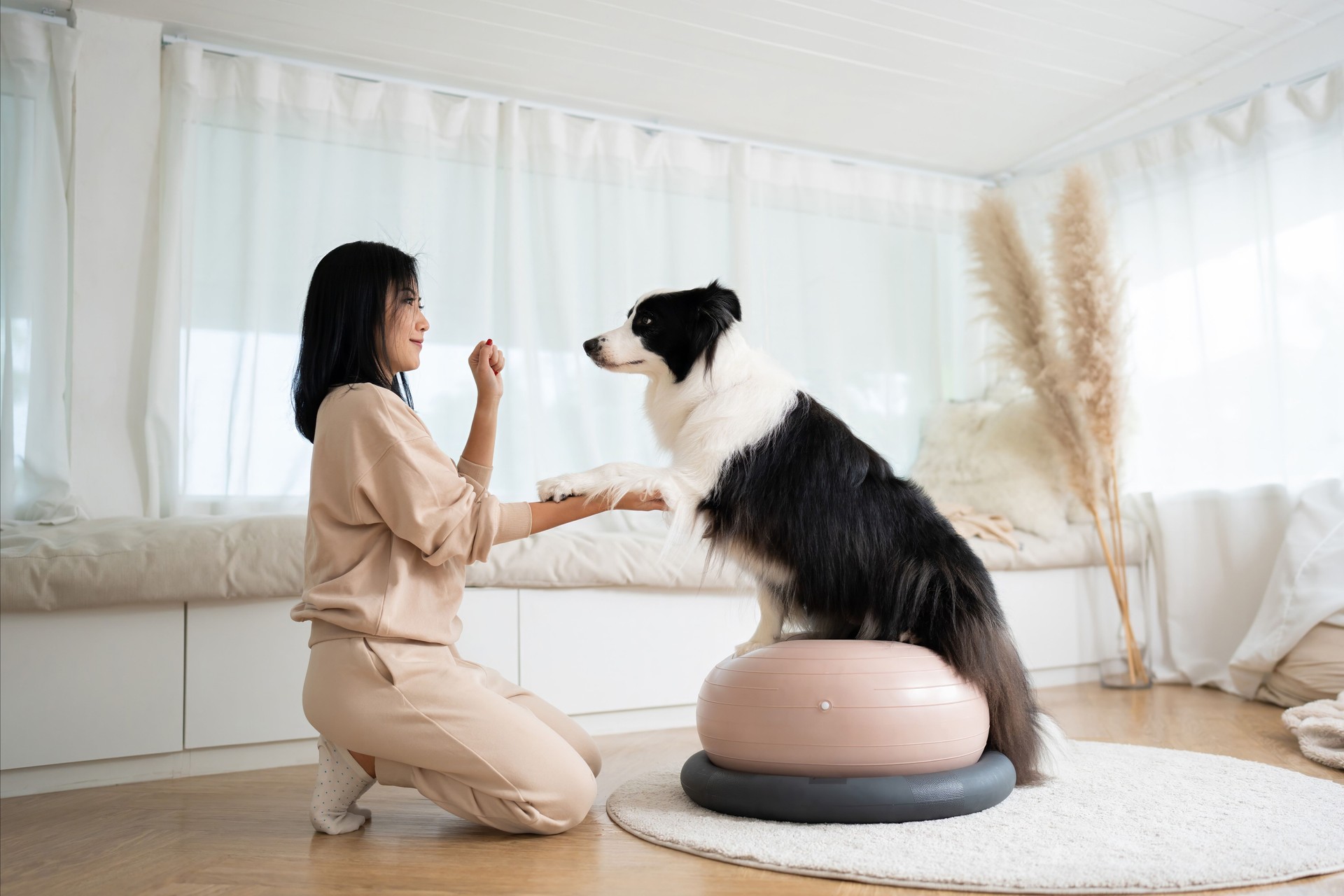 Young woman animal trainer play with her smart dog balancing on an rubber ball.